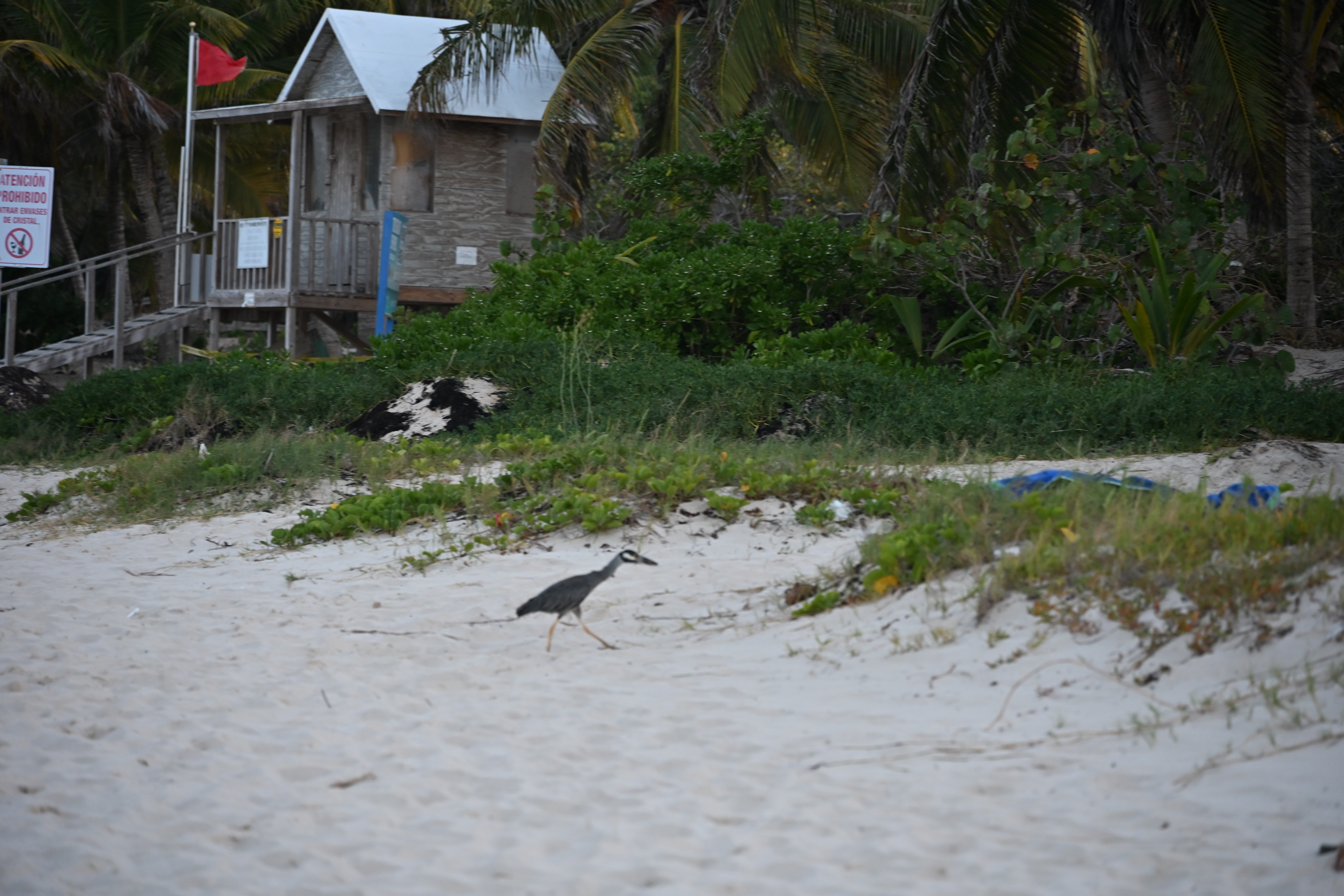 Life on Culebra 5